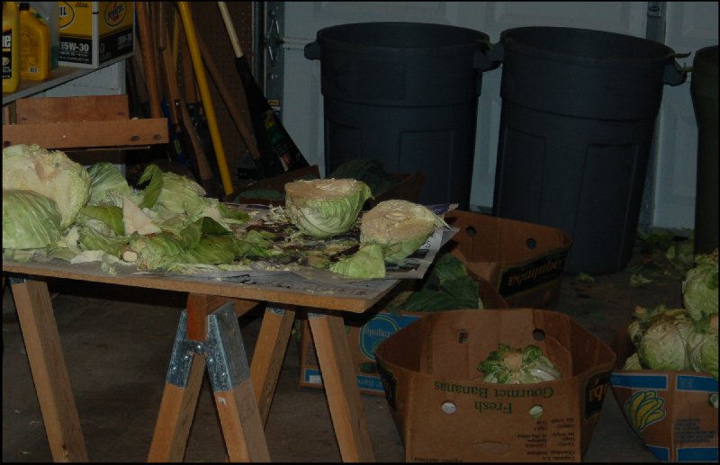 Cabbage shucking station